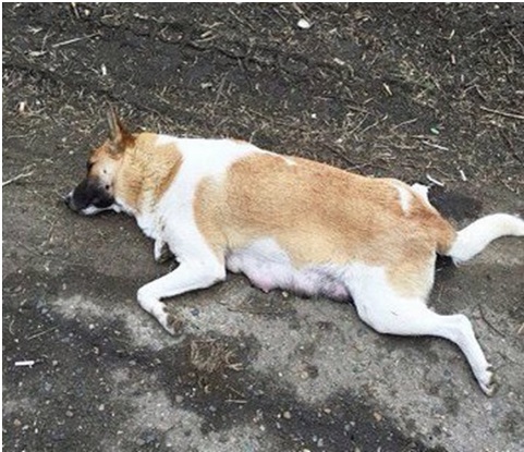  Убийства собак в Майкопе_1